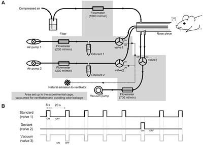 Neural Dynamics of Olfactory Perception: Low- and High-Frequency Modulations of Local Field Potential Spectra in Mice Revealed by an Oddball Stimulus